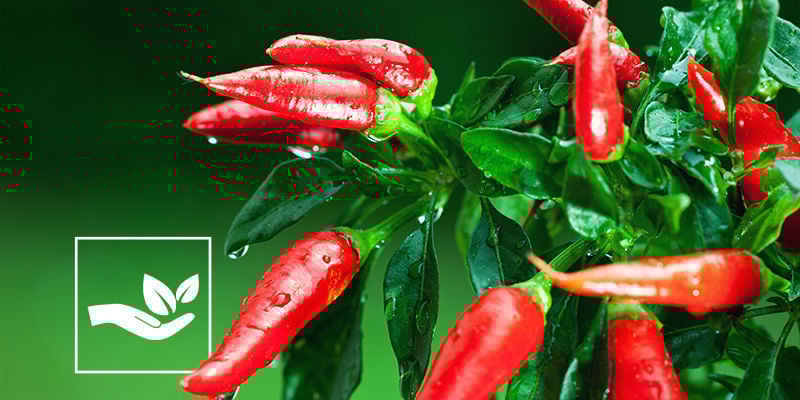 Ventajas De Los Pesticidas Naturales