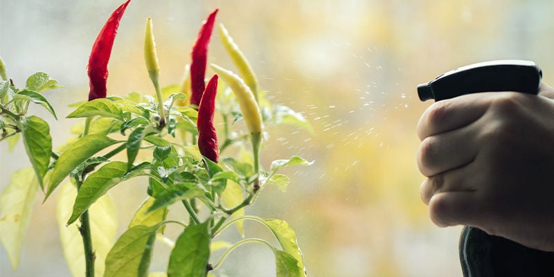 Cómo Utilizar Los Pesticidas Naturales Con Las Plantas De Pimientos Picantes