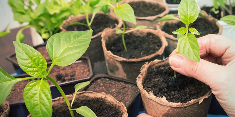 Guía Para Aclimatar Las Plantas De Pimiento: Dos Pasos