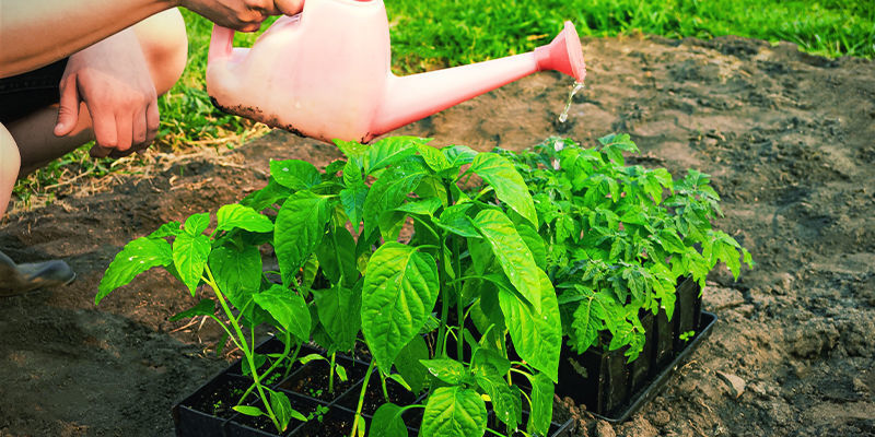 Consejos Para Aclimatar Las Plantas