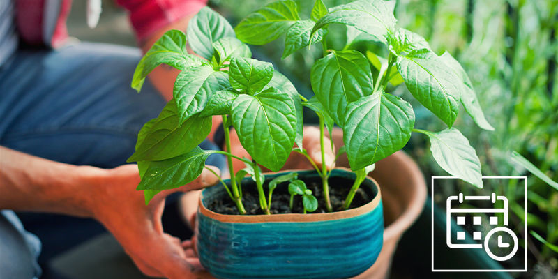 ¿Cuándo Hay Que Aclimatar Las Plantas De Guindilla?