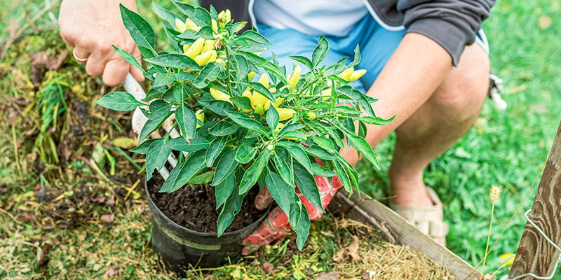 ¿Se pueden trasplantar plantas de pimientos con frutos?