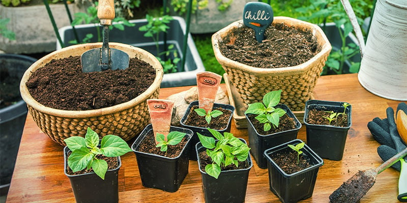 Cómo trasplantar plantas de pimientos picantes a unas macetas más grandes