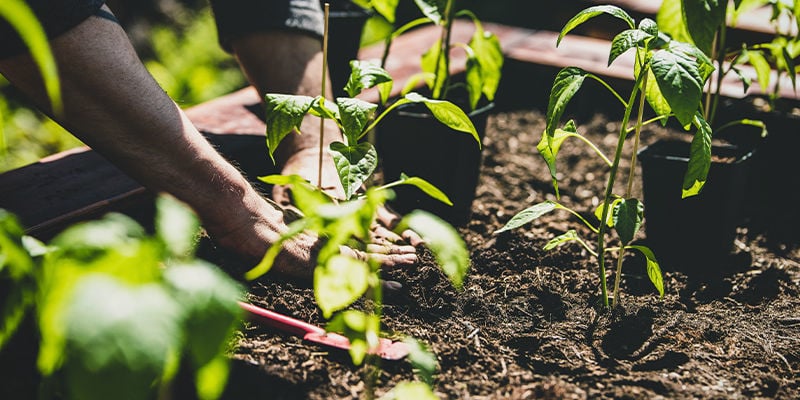 Cómo trasplantar plantas de pimientos en exterior