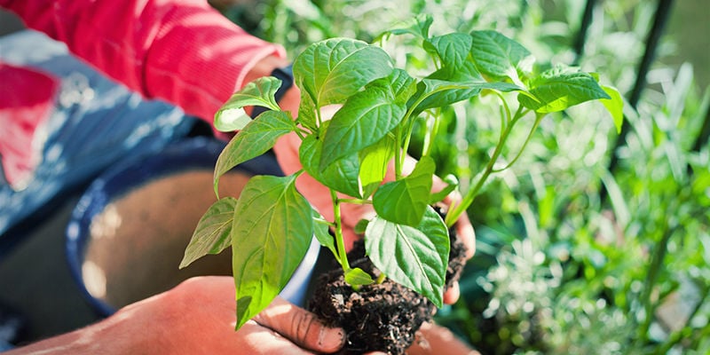 Trasplantar Plantas De Pimientos Picantes: En exterior