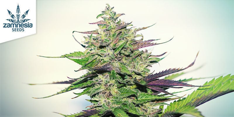 Purple Punch (Zamnesia Seeds)