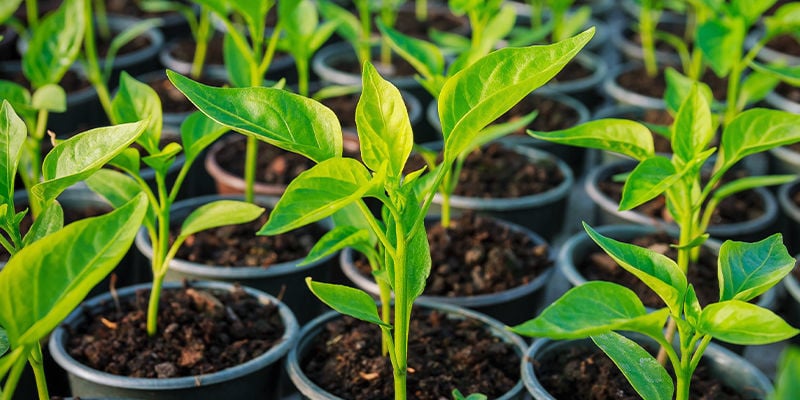 ¿Por Qué Hacer Esquejes De Las Plantas De Guindilla?