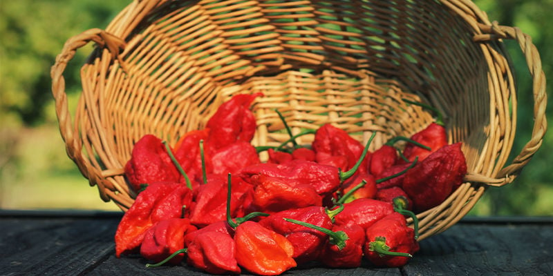 ¿Cuáles Son Los Mejores Pimientos Para Hacer Salsa Picante Casera?