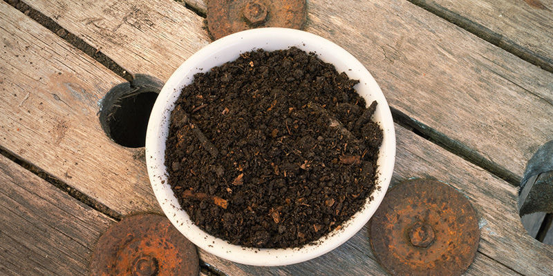 Método: Hibernación de las plantas de pimientos picantes