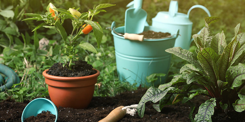 ¿Qué necesitas para hibernar las plantas de pimientos picantes?