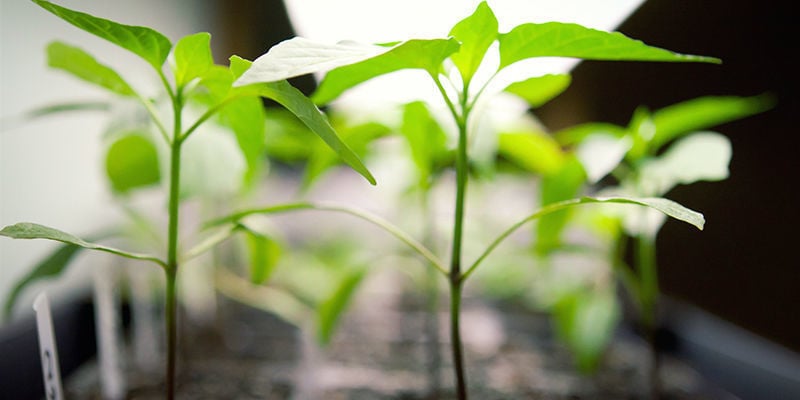 ¿Cuál Es La Mejor Luz De Cultivo Para Los Pimientos Picantes?