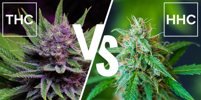 ¿Cuál es la diferencia entre el HHC y el THC?