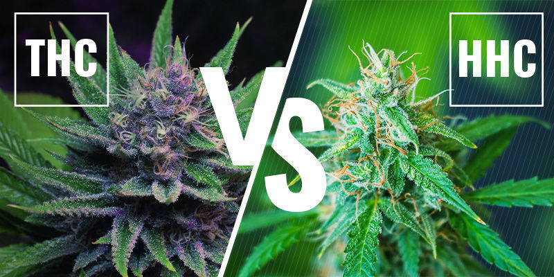 ¿Qué diferencias hay entre el HHC y el THC?