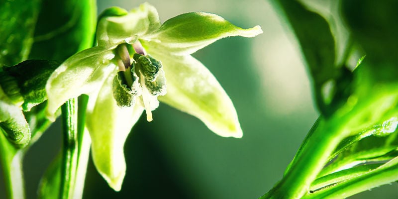 ¿Las plantas de chile se autopolinizan?