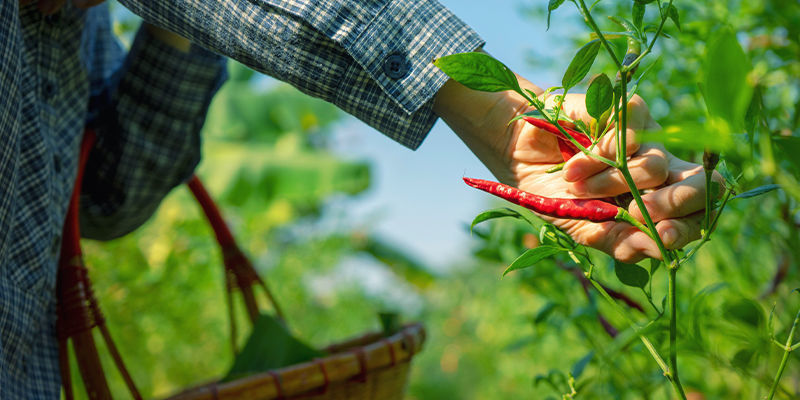 Podar las plantas de pimientos picantes para maximizar las cosechas