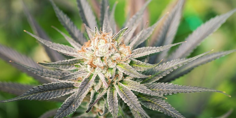¿Cuáles son las ventajas de las semillas de marihuana feminizadas?
