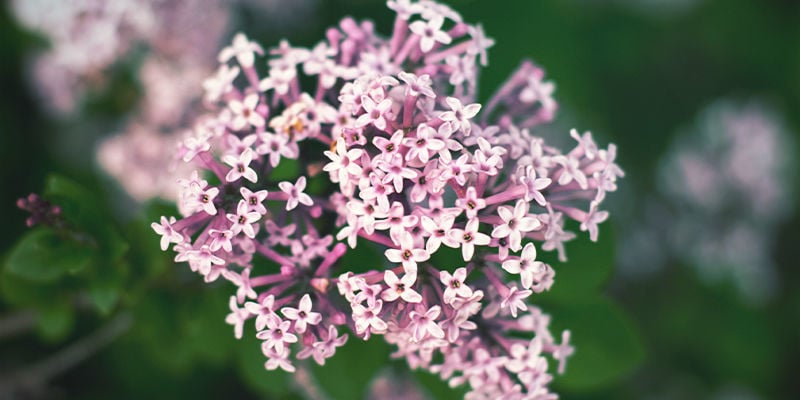 ¿Qué Es La Valeriana?
