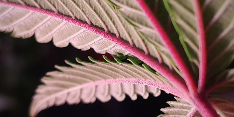 Tallos Rojos O Morados Del Cannabis: Cómo Saber Cuándo Son Motivo De Preocupación