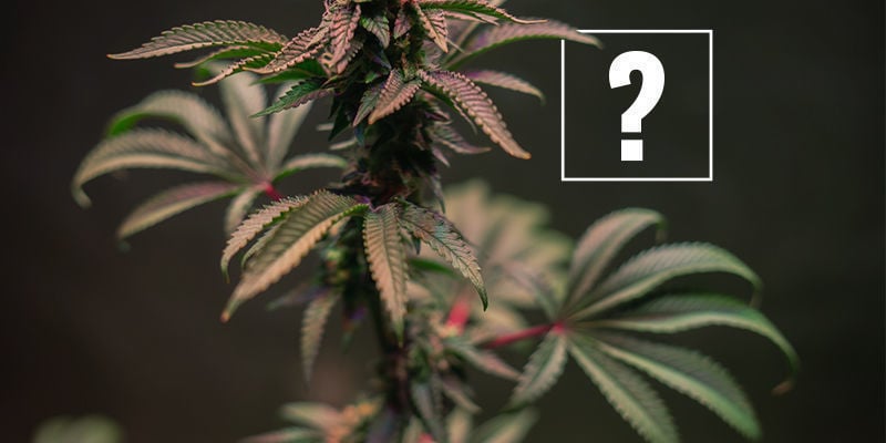 ¿Cuáles Son Las Causas De Los Tallos Rojos Y Morados Del Cannabis?