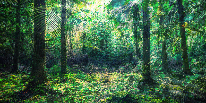 fusión de la selva ecuatoriana y Devon
