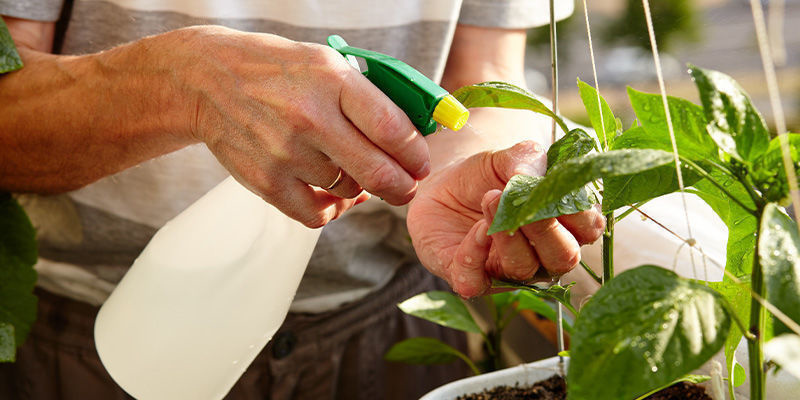 Utiliza un pulverizador foliar con calcio