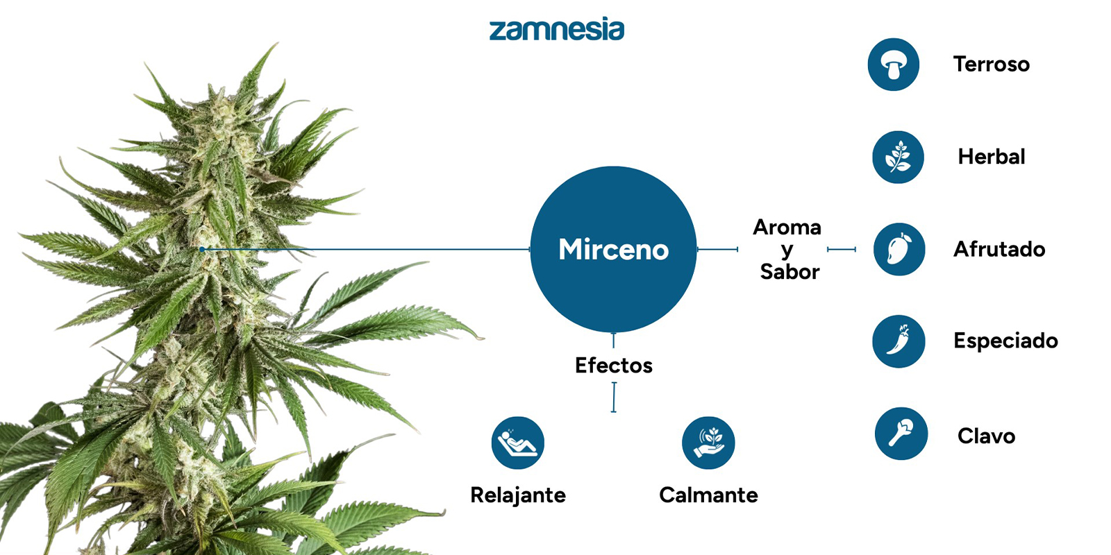 ¿Qué hace el mirceno en el cannabis?