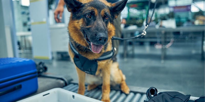 Cómo trabajan los perros en los aeropuertos