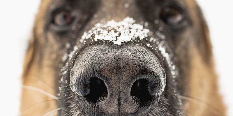 ¿Cómo trabajan los perros en los festivales?