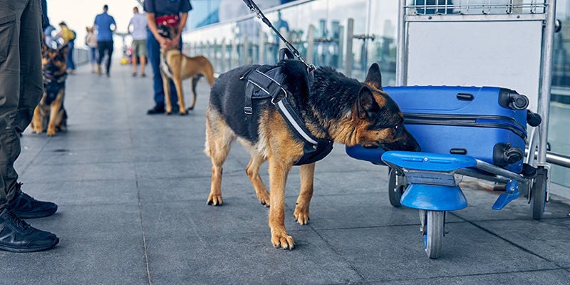 ¿Dónde se usan los perros detectores?