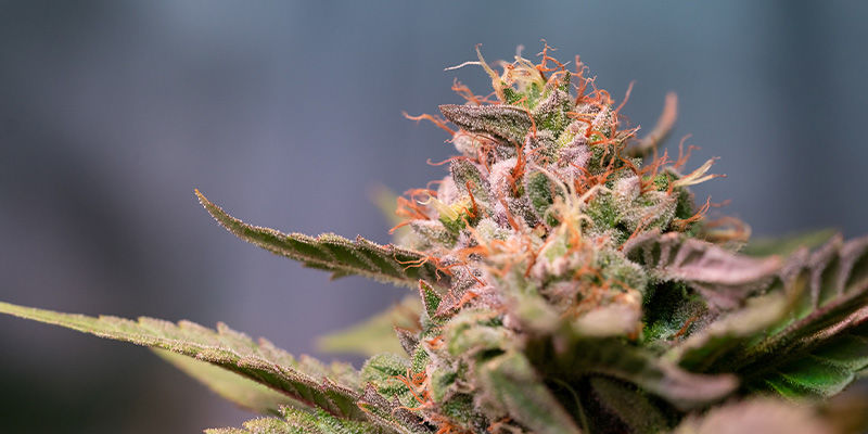 Strawberry Cough: date un capricho con ella