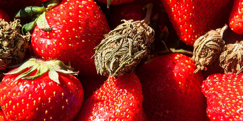 Strawberry Cough: sabor y efectos