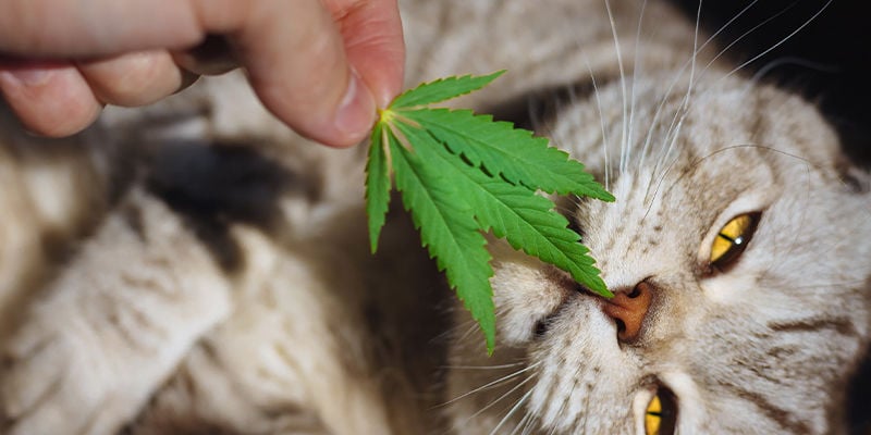 ¿Cómo afecta la marihuana a los gatos?