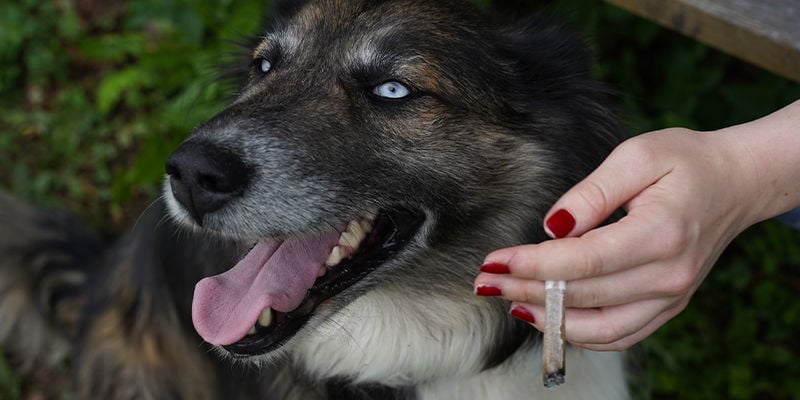 ¿Cómo afecta la marihuana a los perros?