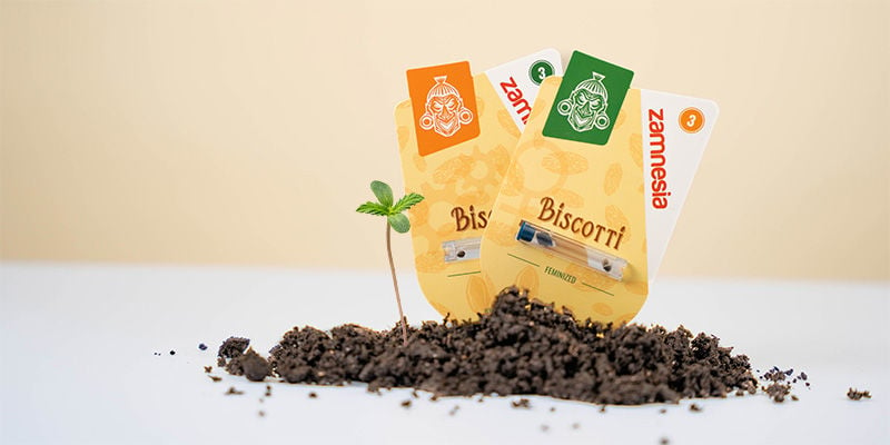 Cómo cultivar la Biscotti