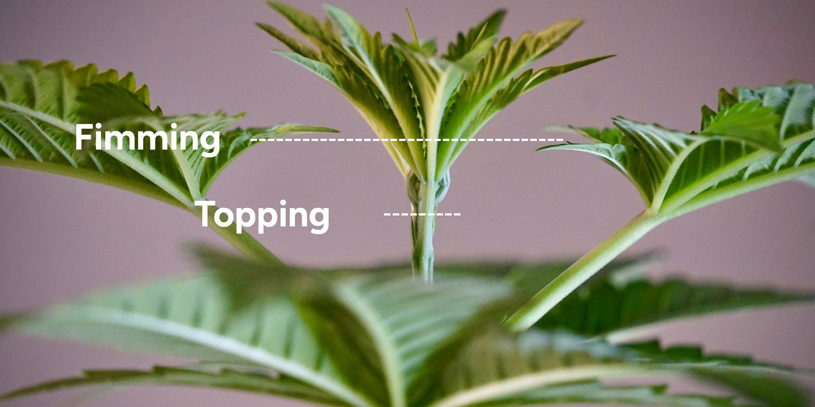 Topping vs fimming: Key differences