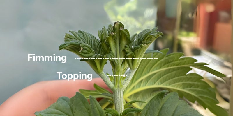 Topping vs fimming: Key differences