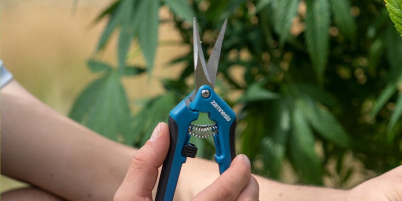 ¿Qué necesitas para aplicar el topping a tus plantas de marihuana?