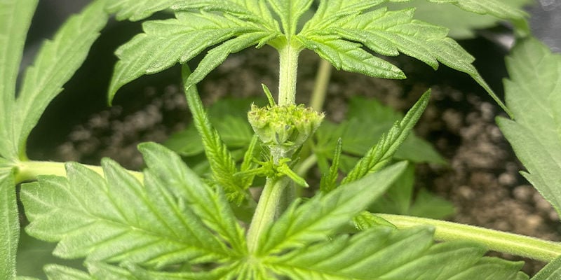 ¿Qué es el fimming de la marihuana?