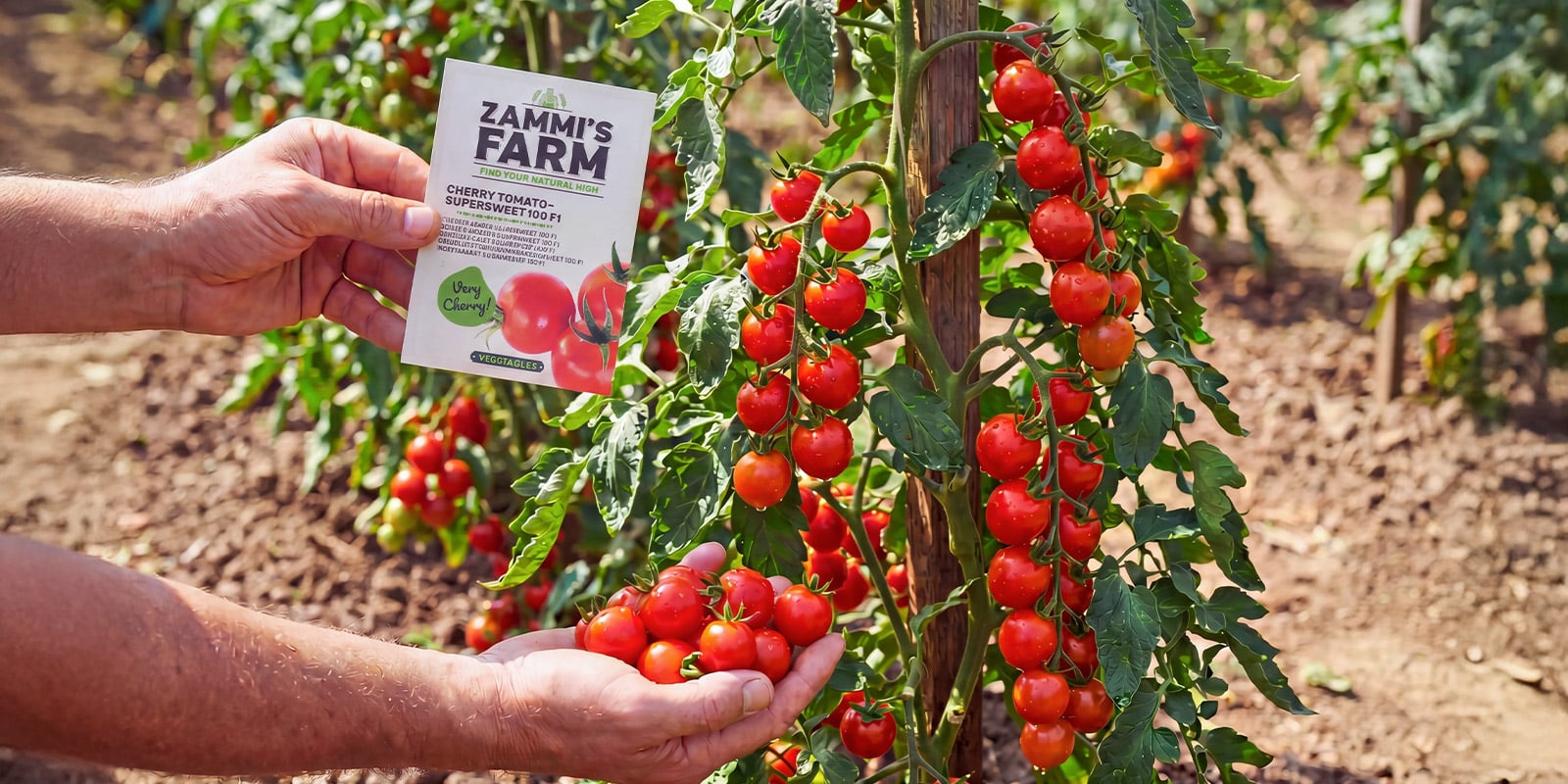 Tomates cherry