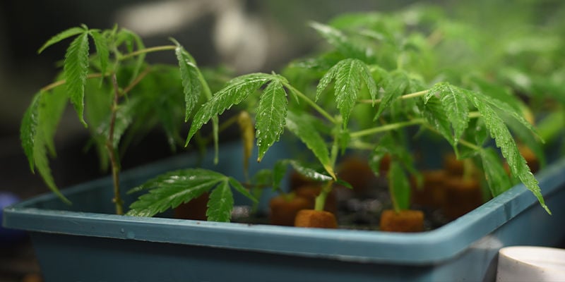 ¿Qué quieren los criadores al crear variedades de marihuana?