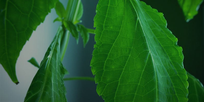 Conclusión Sobre El Cultivo De Salvia
