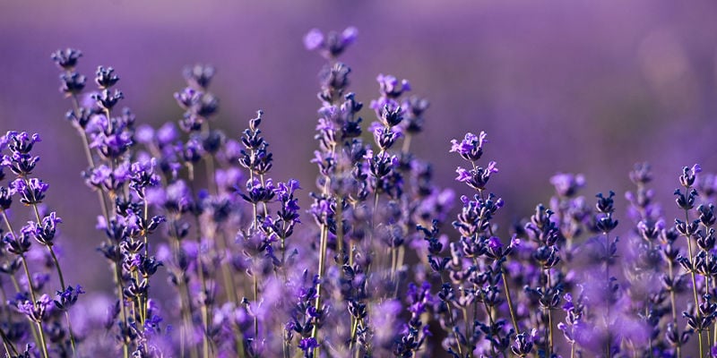 Otras plantas que contienen ocimeno