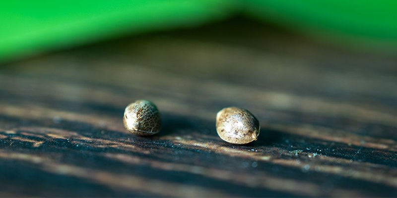 Cultivo forzado: Una técnica avanzada para maximizar el potencial de las plantas