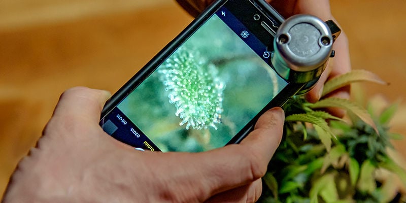 ¿Cómo sabes si el cultivo forzado está funcionando?