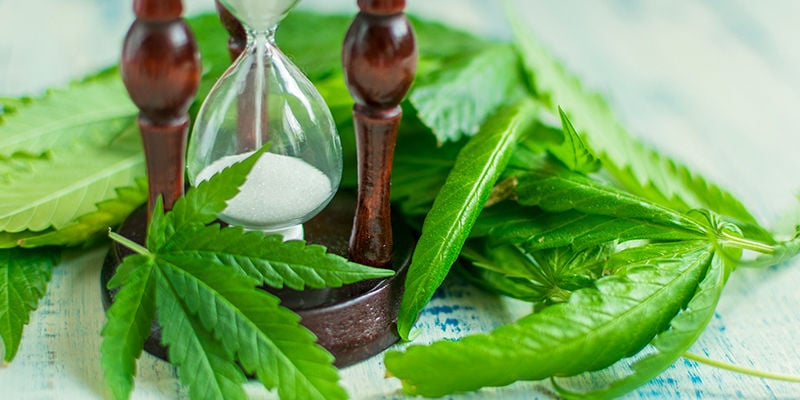 ¿Durante cuánto tiempo se puede forzar un cultivo de cannabis?