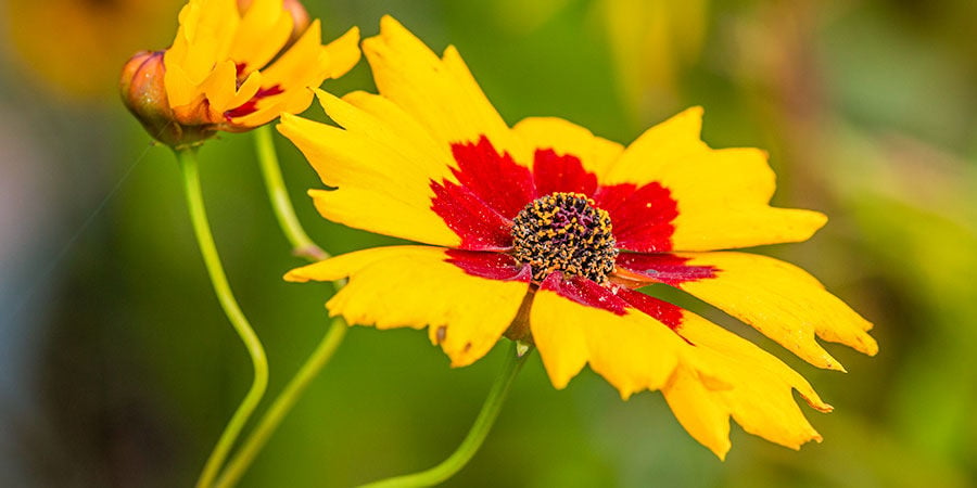 Coreopsis Roja