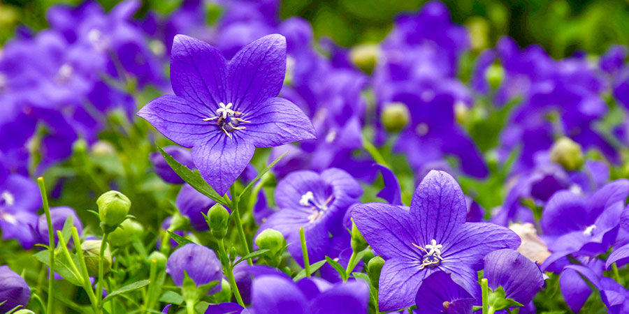 Campanilla China Azul