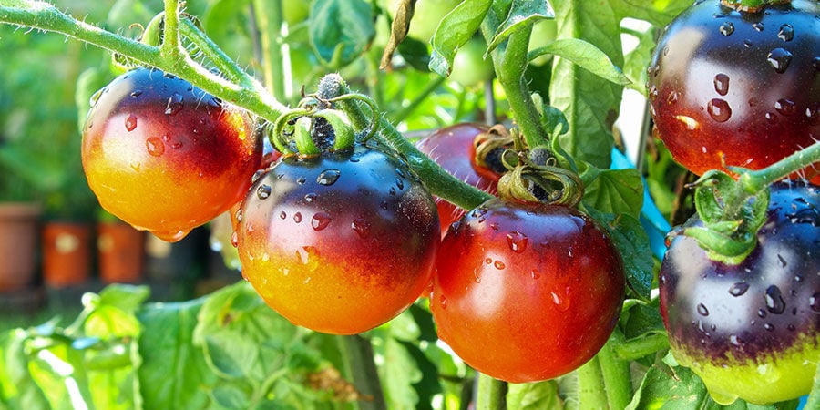 Tomate Azul Índigo (Indigo Rose)