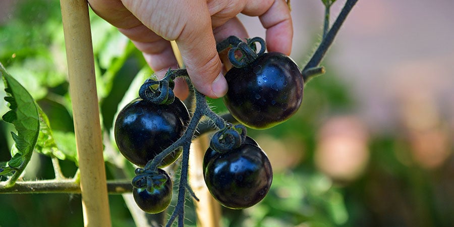 Tomate Cherry Negro (Black Cherry)