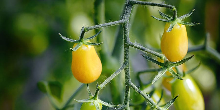 Tomate Cherry Pera Amarillo (Yellow Pear Cherry)